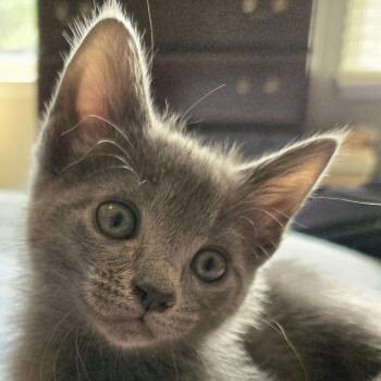 Elanor -  Domestic Short Hair Cat for Adoption in Cumming, Georgia - Elanor | PetCurious