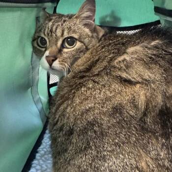 Domestic Short Hair Cats Available for Adoption in Des Moines, Iowa - Eleven | PetCurious