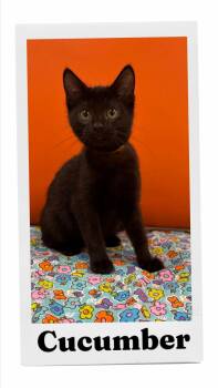 Cucumber -  Domestic Short Hair Cat for Adoption in Caistor Centre, Ontario - Cucumber | PetCurious
