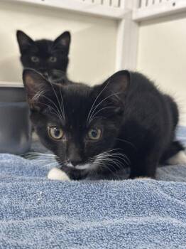 Domestic Short Hair Cats Available for Adoption - Snowflake | PetCurious