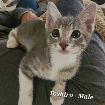 Domestic Short Hair Cats Available for Adoption - Toshio | PetCurious