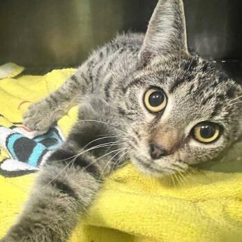 Rescue Domestic Short Hair Cats for Adoption in Dayton, Ohio - Lizzy | PetCurious