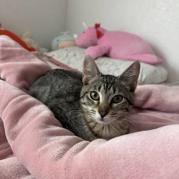 Domestic Short Hair Cats Available for Adoption - Evie | PetCurious