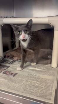 Rescue Domestic Short Hair Cats for Adoption in Arthur, Ontario - Willow 4 | PetCurious