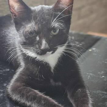 Rescue Domestic Short Hair Cats for Adoption in Plainfield, Illinois - Tyson Beckford | PetCurious