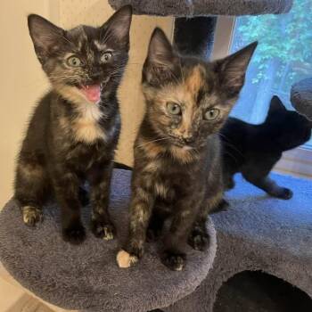 Brisket -  Domestic Short Hair Cat for Adoption in Greensboro, North Carolina - Brisket | PetCurious