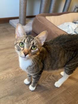 Rescue Domestic Short Hair Cats for Adoption in Mason City, Iowa - Strawberry Shortcake | PetCurious