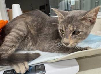 Domestic Short Hair Cats Available for Adoption in Baytown, Texas - MICHA | PetCurious