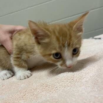 Crush -  Domestic Short Hair Cat for Adoption in Bristol, Indiana - Crush | PetCurious
