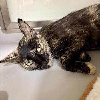 Nutella -  Domestic Short Hair Cat for Adoption in Fort Worth, Texas - Nutella | PetCurious