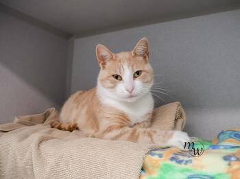 COLA -  Domestic Short Hair Cat for Adoption in Omaha, Nebraska - COLA | PetCurious