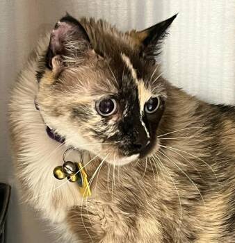 Patches -  Domestic Short Hair Cat for Adoption in Golden, Colorado - Patches | PetCurious
