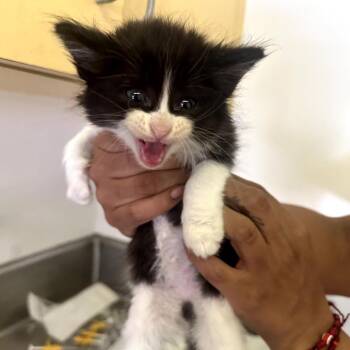 Figaro -  Domestic Short Hair Cat for Adoption in Los Angeles, California - Figaro | PetCurious