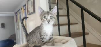 Winnie -  Domestic Short Hair Cat for Adoption in Richmond, Virginia - Winnie | PetCurious