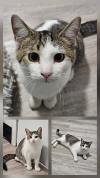 Rescue Domestic Short Hair Cats for Adoption in Greenfield, Indiana - Peter | PetCurious