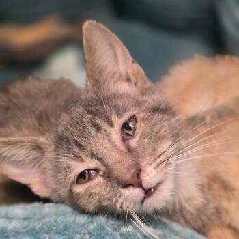 Haru (Spring) -  Domestic Short Hair Cat for Adoption in Huntsville, Alabama - Haru (Spring) | PetCurious