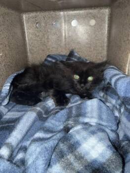 MICKEY -  Domestic Short Hair Cat for Adoption in Stockton, California - MICKEY | PetCurious