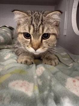 Mingo -  Scottish Fold Cat for Adoption in Sacramento, California - Mingo | PetCurious