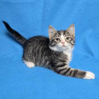 Lainey -  Domestic Short Hair Cat for Adoption in Waterloo, Iowa - Lainey | PetCurious