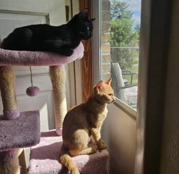 Domestic Short Hair and Tabby Cats Available for Adoption in Sebring, Florida - Bashful & Biggins | PetCurious