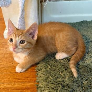 Domestic Short Hair Cats Available for Adoption in Plainfield, Illinois - Dixon | PetCurious