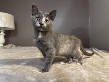 Lorelai & Rory -  Domestic Short Hair Cat for Adoption in Mechanicsville, Maryland - Lorelai & Rory | PetCurious