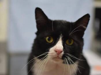 Asher -  Domestic Short Hair Cat for Adoption in Portland, Oregon - Asher | PetCurious
