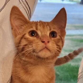 Gusty -  Domestic Short Hair Cat for Adoption in Bismarck, North Dakota - Gusty | PetCurious