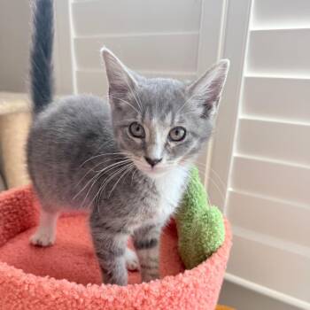 Morgan -  Domestic Short Hair Cat for Adoption in Belleville, Illinois - Morgan | PetCurious