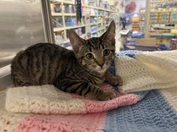 Rescue Domestic Short Hair Cats for Adoption in Tracy, California - Collette | PetCurious
