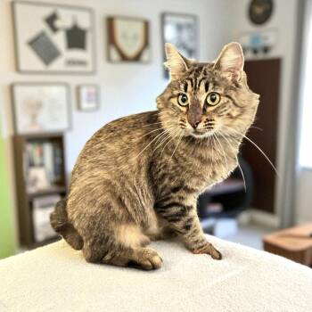 Rescue Tabby and Domestic Medium Hair Cats for Adoption in Dallas, Texas - Bridget | PetCurious