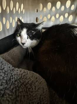 Suits -  Domestic Short Hair Cat for Adoption in Vallejo, California - Suits | PetCurious
