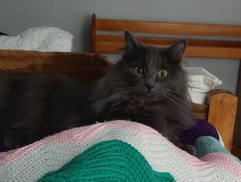 Domestic Medium Hair Cats Available for Adoption - Fuzzy | PetCurious