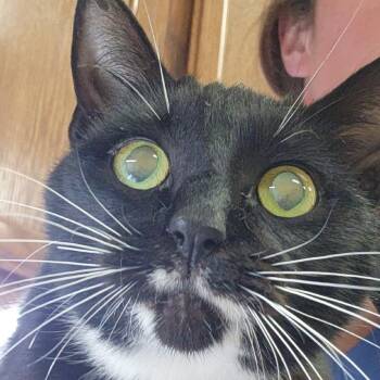 Domestic Short Hair Cats Available for Adoption in Tupelo, Mississippi - Mona Lisa - 032710U | PetCurious