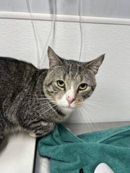 Rescue Domestic Short Hair Cats for Adoption in West Chester, Pennsylvania - Furrnando | PetCurious