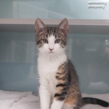 Banana -  Domestic Short Hair Cat for Adoption in Ridgefield, Connecticut - Banana | PetCurious