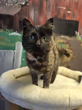 Tortoiseshell Cats Available for Adoption - TARA | PetCurious