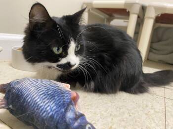 Sushi -  Domestic Medium Hair Cat for Adoption in Fall River, Massachusetts - Sushi | PetCurious