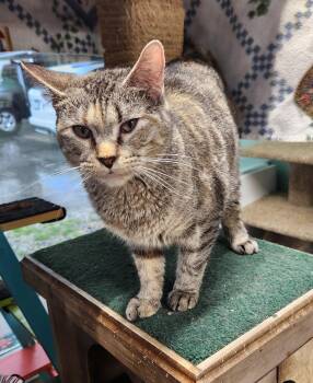 Domestic Short Hair Cats Available for Adoption in Crossville, Tennessee - Rootbeer | PetCurious