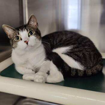 Syndrome -  Domestic Short Hair Cat for Adoption in Jersey City, New Jersey - Syndrome | PetCurious