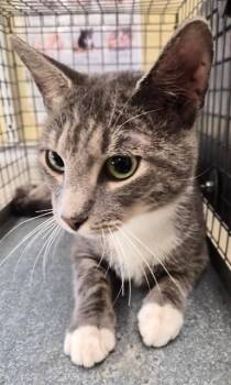 MARVIN -  Domestic Short Hair Cat for Adoption in Fort Myers, Florida - MARVIN | PetCurious