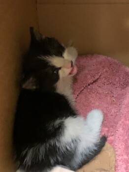 Rescue Domestic Short Hair Cats for Adoption in Fremont, California - MAGUIRE | PetCurious