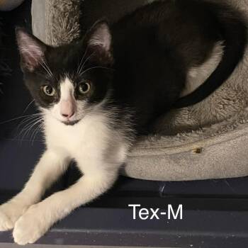 Tex DM -  Domestic Short Hair Cat for Adoption in Austin, Texas - Tex DM | PetCurious