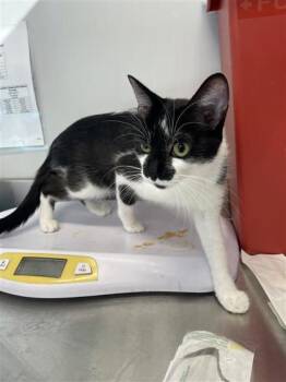 Rescue Domestic Short Hair Cats for Adoption in West Chester, Pennsylvania - Melon | PetCurious