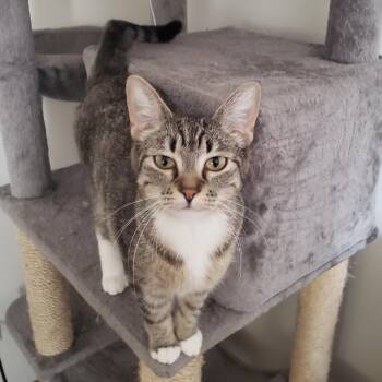 Rescue Domestic Short Hair Cats for Adoption in Stoughton, Wisconsin - Blarney | PetCurious