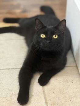 Domestic Short Hair Cats Available for Adoption in Jacksonville, Florida - Olivia  | PetCurious