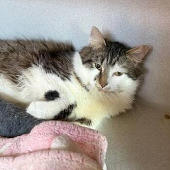 Domestic Long Hair Cats Available for Adoption in Washougal, Washington - Matt | PetCurious