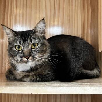 Nutmeg -  Domestic Medium Hair Cat for Adoption in Yucca Valley, California - Nutmeg | PetCurious