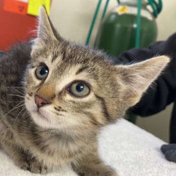 Rescue Domestic Short Hair Cats for Adoption in Taos, New Mexico - Soos | PetCurious