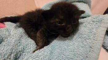 Blackberry -  Domestic Short Hair Cat for Adoption in San Antonio, Texas - Blackberry | PetCurious